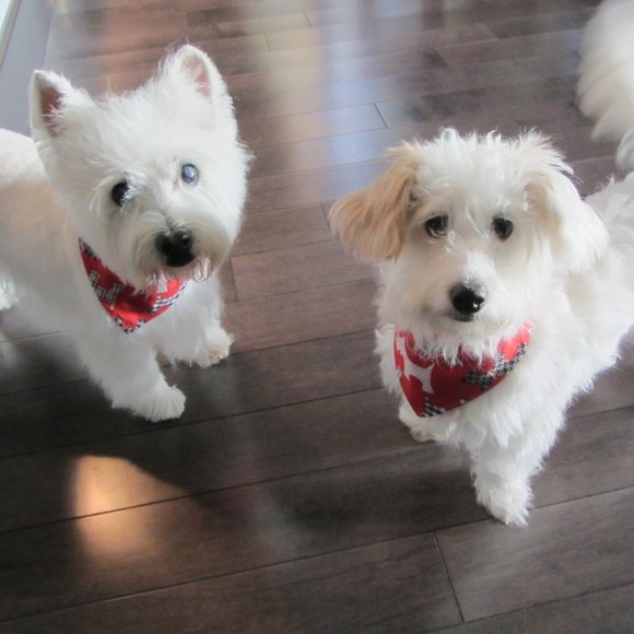 Meet your Posher, Sylvia Thanks for "Shopping By"! - Picture 4 of 6